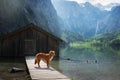 Dog on a journey. Nova Scotia retriever by a mountain lake on a wooden bridge. A trip with a pet to nature