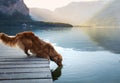 Dog on a journey. Nova Scotia retriever by a mountain lake on a wooden bridge. A trip with a pet to nature