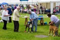 Dog judging at Cartmel Show 2011 Royalty Free Stock Photo