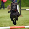 Dog Jump Royalty Free Stock Photo