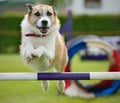 Dog Jump Royalty Free Stock Photo