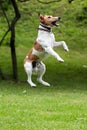 Dog jump into the air Royalty Free Stock Photo