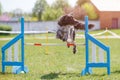 Dog jump over hurdle on course in agility trial Royalty Free Stock Photo