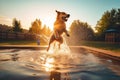Dog jump in pool water. Generate Ai Royalty Free Stock Photo