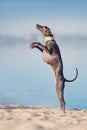 Dog jump on seashore Royalty Free Stock Photo