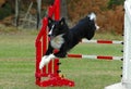 Dog jumping