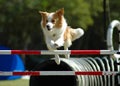 Dog jumping Royalty Free Stock Photo