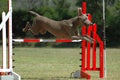 Dog jumping Royalty Free Stock Photo