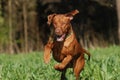 Dog jumping Royalty Free Stock Photo