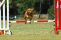 Dog jumping Royalty Free Stock Photo