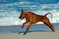 Dog jumping Royalty Free Stock Photo