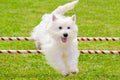 Dog Jumping in Agility Competition Royalty Free Stock Photo