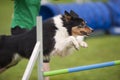 Dog jumping on agility competition