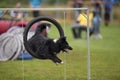 Dog Jumping Through Agility Hoop Royalty Free Stock Photo