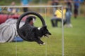 Dog Jumping Through Agility Hoop