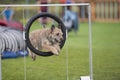 Dog jumping through an agility hoop