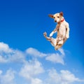 Dog jumping Royalty Free Stock Photo