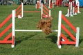 Dog jumping in competition show Royalty Free Stock Photo
