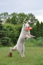 Dog jumping for frisbee