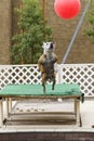 Dog jumping high for a big ball