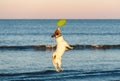 Dog jumping high playing with flying disk at sea beach at sunset Royalty Free Stock Photo