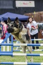 Dog jumping hurdle