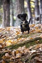 Dog jumping on the leaves Royalty Free Stock Photo