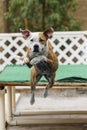 Dog jumping off the dock into the pool Royalty Free Stock Photo