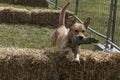 dog jumping over bales of straw