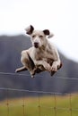 Dog jumping over fence