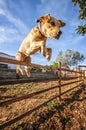 Dog jumping over fence Royalty Free Stock Photo