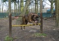 Dog jumping over a fence Royalty Free Stock Photo