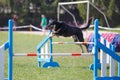 Dog jumping over hurdle in agility competition Royalty Free Stock Photo