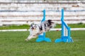 Dog jumping over hurdle in agility competition Royalty Free Stock Photo