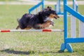 Dog jumping over hurdle in agility competition Royalty Free Stock Photo