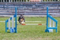 Dog jumping over hurdle in agility competition Royalty Free Stock Photo