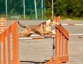 Dog jumping over a hurdle in an agility competition. Royalty Free Stock Photo