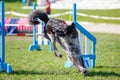 Dog jump over hurdle on course in agility trial Royalty Free Stock Photo