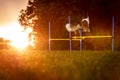 Dog is jumping over hurdles, training for a agility parcours in the nature Royalty Free Stock Photo