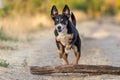 dog is jumping over a large tree trunk in the forest, appenzeller sennenhund Royalty Free Stock Photo