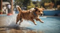 dog jump water background Royalty Free Stock Photo