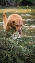 Dog jumping over a tree by the water Royalty Free Stock Photo