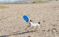 Dog jumping playing with flying disk at sea beach Royalty Free Stock Photo