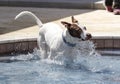 Dog jumping in the pool Royalty Free Stock Photo