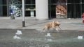 Dog jumping in a pubblic fountain