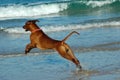 Dog jumping into sea