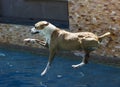 Dog jumping into a swimming pool Royalty Free Stock Photo