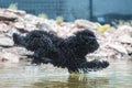 Dog jumping to water Royalty Free Stock Photo