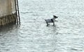 Dog jumping to the water, dog terrier, funny dog, flying dog, dog terrier Royalty Free Stock Photo