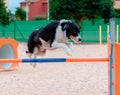 A dog jumping training agility Royalty Free Stock Photo